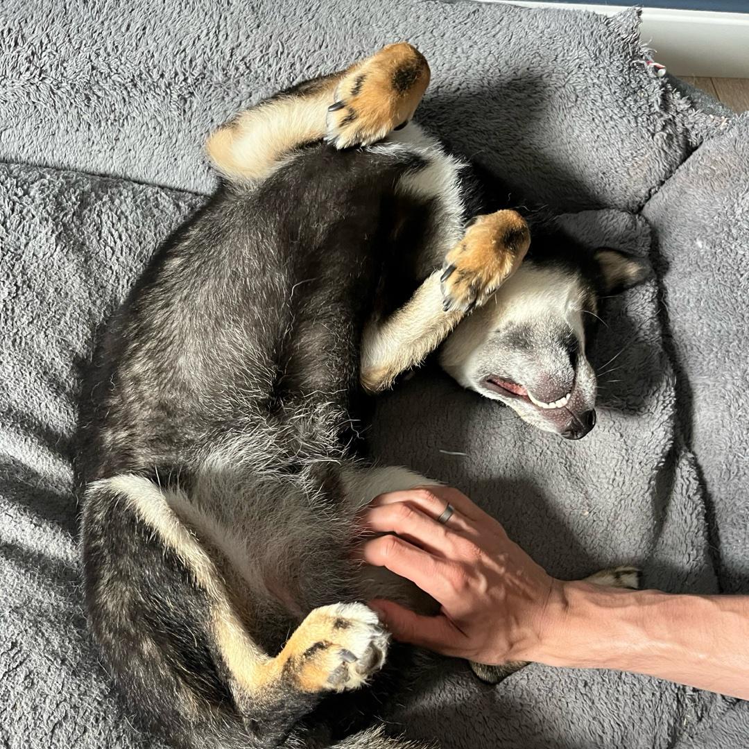 Dogggg